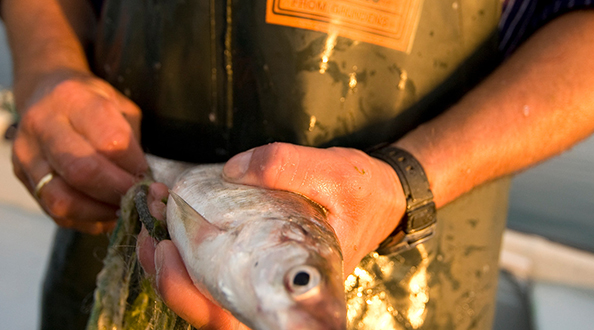 GvS_Fischwochen